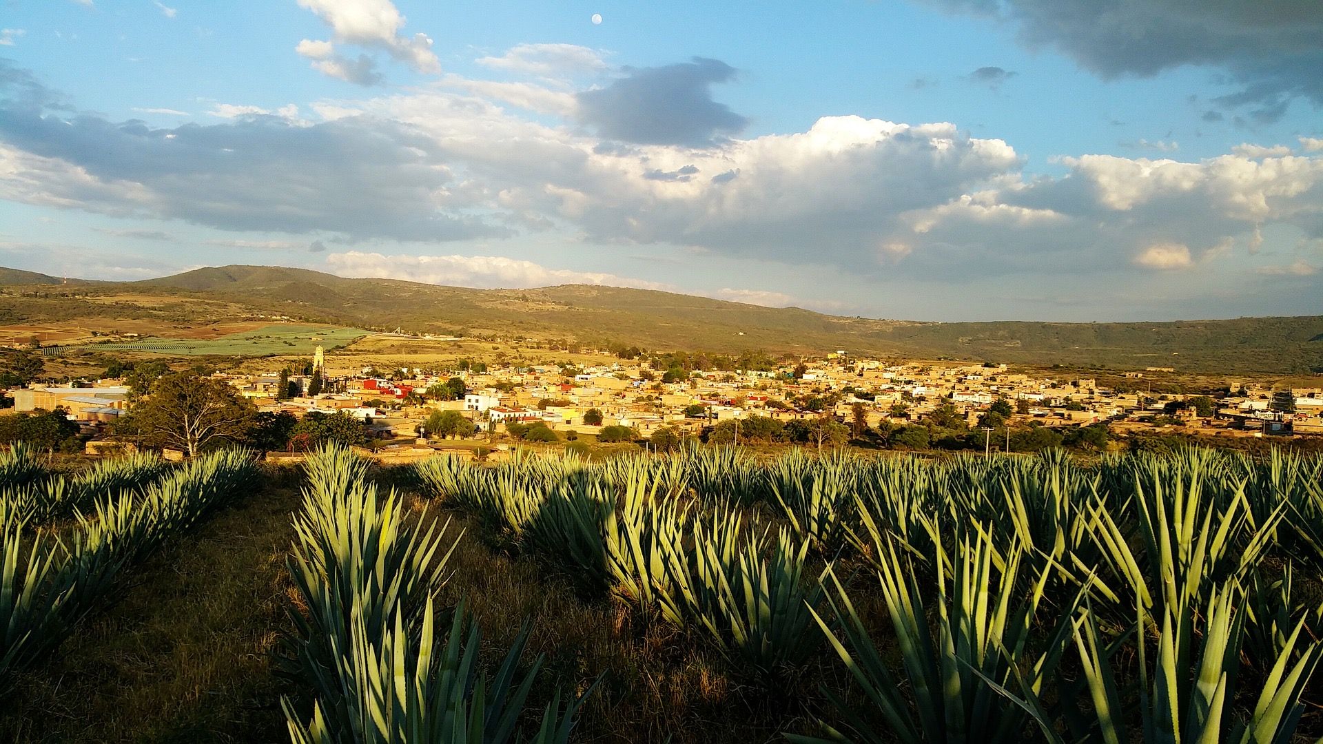 Agave field in Mexico